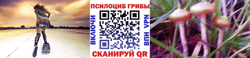 Купить где  Суворов  Галлюциногенные грибы Psilocybe 