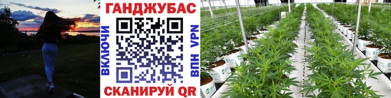Канабис OG Kush  Купить  Суворов 
